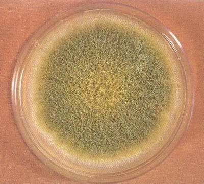 強堿可以起到殺滅黃曲霉素的作用哦